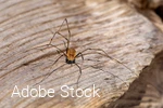 Zitterspinne