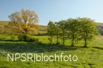 Goldige Ansichten in Bad Berleburg