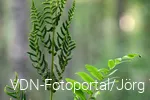 Königsfarn Quer