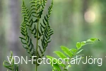 Königsfarn Quer