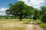Nicht so hoch, dafür eine breite Krone - dieser Baum wurde in früheren Zeiten vielleicht beschnitten