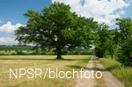 Nicht so hoch, dafür eine breite Krone - dieser Baum wurde in früheren Zeiten vielleicht beschnitten