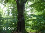 Rotbuche an der Leimbachquelle