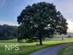 Eiche am Golfplatz im Berghäuser Tal