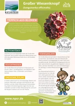 47_Wiesenknopf