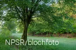Unser Generationenbaum im Langenbachtal.