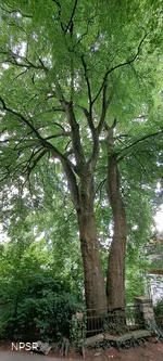 Rotbuche in Hemer