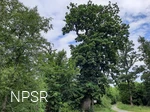 Grenzbaum dreier Gemarkungen - die Herzhäuser Eiche