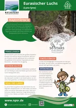 27_Luchs