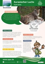 27_Luchs